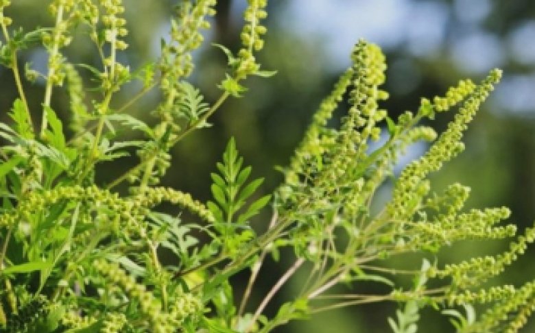 ambrozia face ravagii in arad oamenii au luat cu asalt cabinetele de alergologie 68aec1677b39d