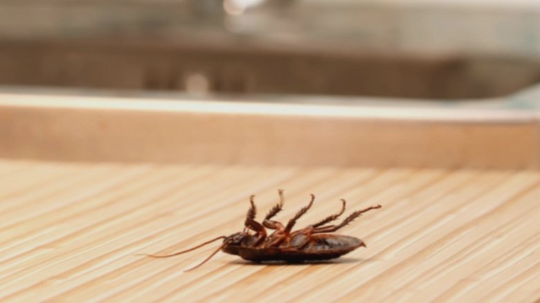 aparatul din bucatarie care atrage gandacii mai mult decat orice altul contrar asteptarilor nu este cuptorul 68b1b799b6ad9