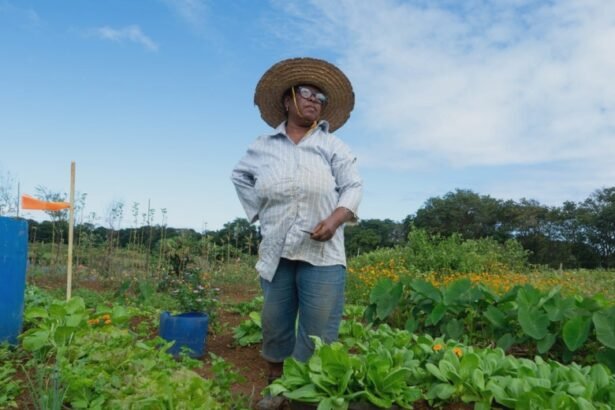 bringing home the bok choi how an oil spill in mauritius led to a female revolution in farming 68b127ba9be55