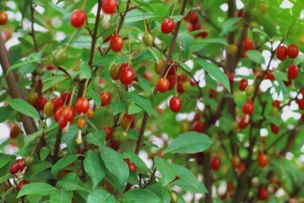 ce trebuie sa stii despre berberina cum iti poate imbunatati sanatatea 68a9dd3102b06