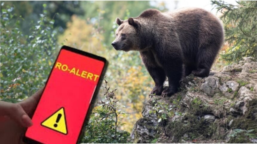 Cioban atacat de un urs pe drumul spre stână a fost dus la spital 1 cioban atacat de urs in timp ce se intorcea cu animalele la stana barbatul a ajuns la spital 68b2111d08faf