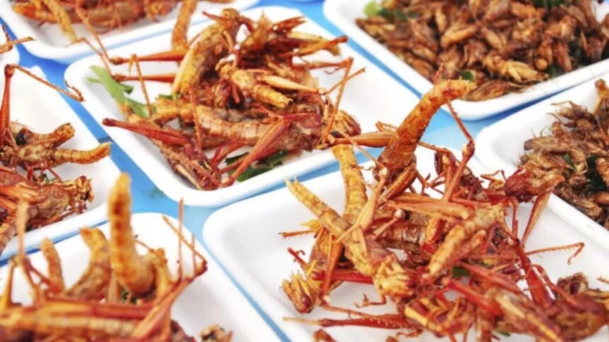 Dezvăluie misterele etichetelor: cum să recunoști produsele cu făină de insecte și cum să te ferești de capcanele producătorilor nefavorabili 1 cum sa descoperi daca produsele de la raft contin faina de insecte detaliul de pe eticheta care ii da de gol pe producatorii necinstiti 68b2eed1b85df