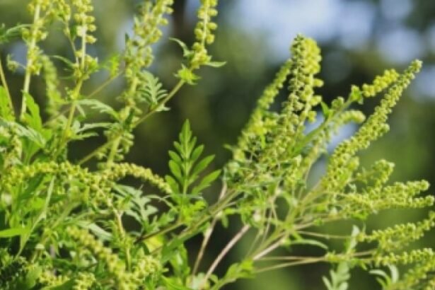 este sezonul ambroziei cum identifici alergia si ce masuri sa iei ca sa o tii sub control 68b143133ba50