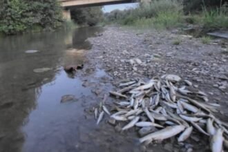 poluare masiva pe raul avrig mii de pesti gasiti morti dupa o deversare de beton de pe santierul a13 reactia autoritatilor 68a833f49a2a6