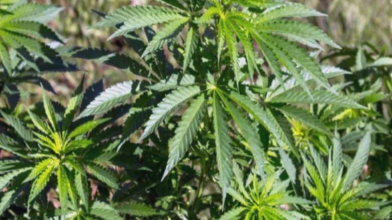 studiu socant consumul de canabis pentru depresie poate deschide usa paranoiei 68af5beb4e995