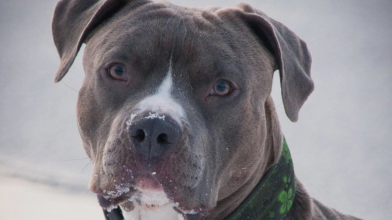 tanara de 26 de ani atacata de un caine amstaff pe strada proprietarul amendat si cercetat penal 68b31ffb0a045