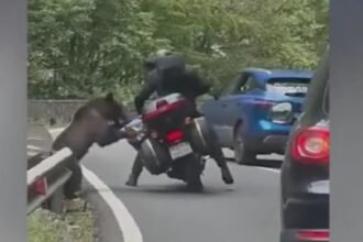 turist strain atacat de un urs pe transfagarasan animalul i a rasturnat motocicleta si i a golit rucsacul 68b1d0fd85a4f