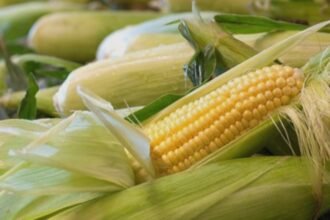 ue aproape de o criza alimentara va fi nevoita sa faca importuri masive de porumb 68a9f758bfa68