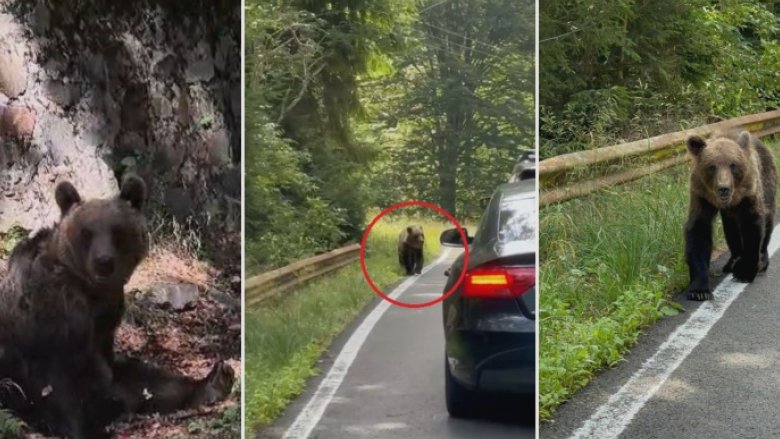 Urșii din România captivează lumea: Ce descoperiri face New York Times despre bestiile care provoacă teamă în satele montane 1 video ursii din romania au ajuns in presa internationala ce scrie new york times despre animalele care seamana teroare in satele de munte 68b3ca77446eb