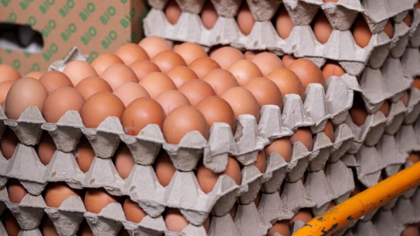 Alertă pentru consumatori! Ouăle bio au fost retrase din două mari lanțuri de magazine din cauza riscurilor de salmoneloză 1 alerta alimentara oua bio retrase de pe rafturile a doua supermarketuri risc de salmonella 68cd5f52261ce