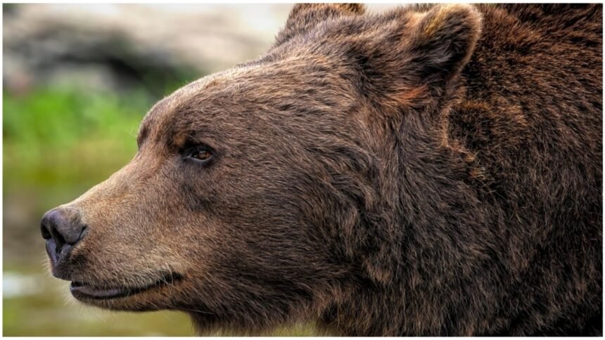 alerta de urs la mai putin de 20 de kilometri de targoviste autoritatile au tremis mesaj ro alert 68d6e0a960886