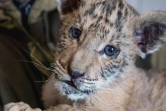 alerta la o gradina zoo din suceava copil muscat de ligru o fetita atacata de maimuta 68b97bdd91c13