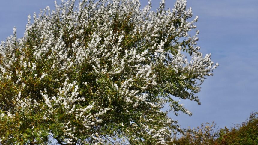 Ferește-te de furtună! Vânt puternic cu rafale de până la 100 km/h, valabil până duminică seara 1 alerta meteo vant puternic si rafale de pana la 100 km h pana duminica seara 68c51c07662b9