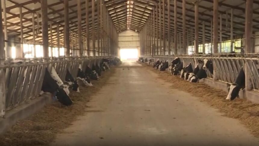 alerta sanitara focar de rabie intr un intreg judet din romania 68d8f83dc17cf