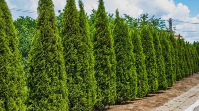 Opțiuni încântătoare pentru tuia: află despre arborii decorativi care pot schimba fața grădinii tale 1 arborii ornamentali cu care poti sa inlocuiesti tuia motivul pentru care trebuie sa renunti la acest conifer 68b9e7b5a56b4