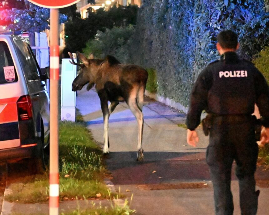 austrian authorities capture chaos causing problem moose 68d2a23bd882d