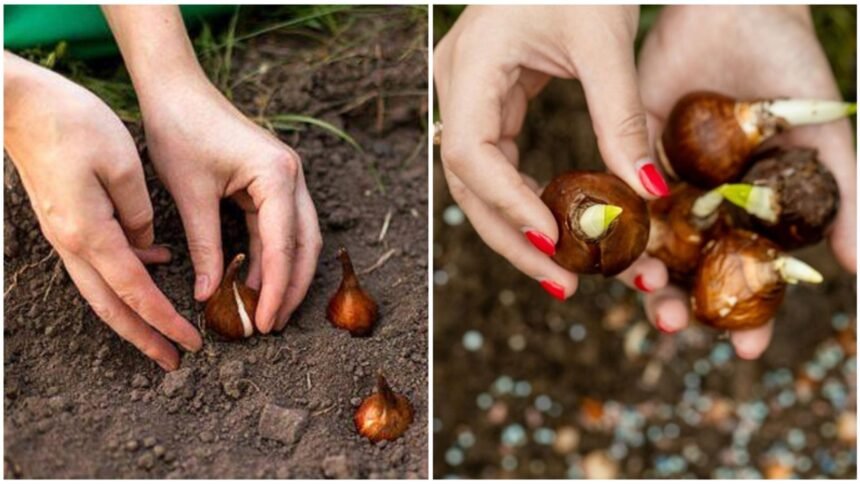 Momentul ideal pentru a planta bulbii de flori - secretele grădinarilor experimentați 1 care este cel mai bun moment pentru a planta bulbii de flori secretul gradinarilor cu experienta a iesit la iveala 68d50b4e7360a