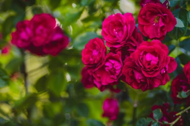 ce trebuie sa faci cu trandafirii in aceasta perioada pentru a stimula inflorescenta pana toamna tarziu 68cc0a2990032