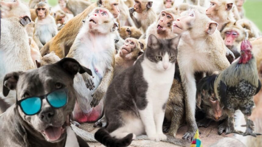 cel mai betiv animal din lume consuma echivalentul unei halbe de bere pe zi si tot nu se satura 68cbffb45f979