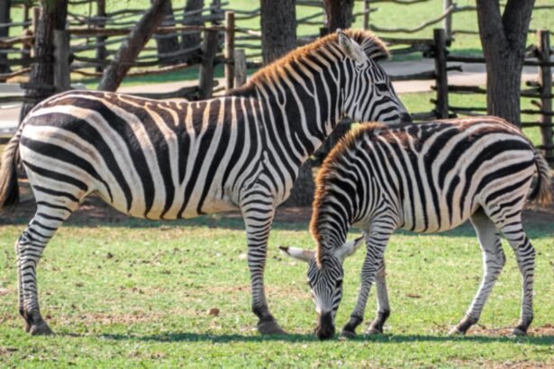 cele mai ridicole experimente ale oamenilor de stiinta premiate la ig nobel 2025 laptele cu usturoi si vacile vopsite in dungi 68cd0ace5b7b2