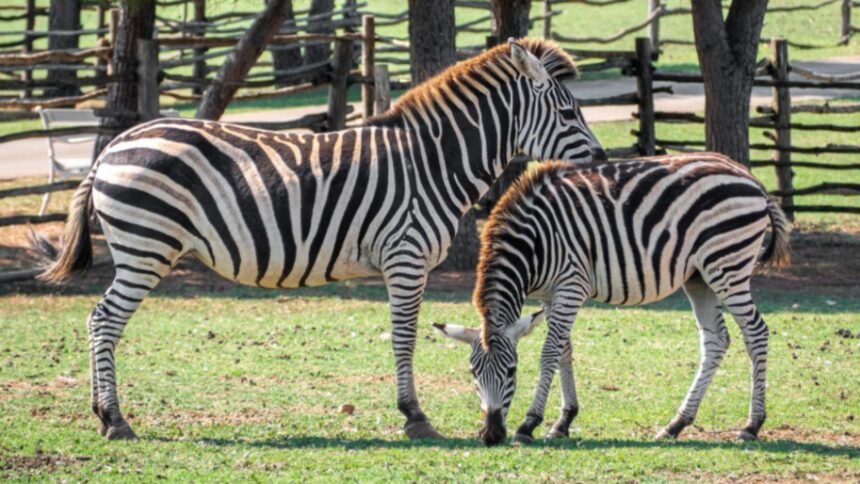 Cele mai hazlii experimente științifice premiate la Ig Nobel 2025: laptele cu gust de usturoi și vacile vopsite în dungi colorate 1 cele mai ridicole experimente ale oamenilor de stiinta premiate la ig nobel 2025 laptele cu usturoi si vacile vopsite in dungi 68cd0ace5b7b2