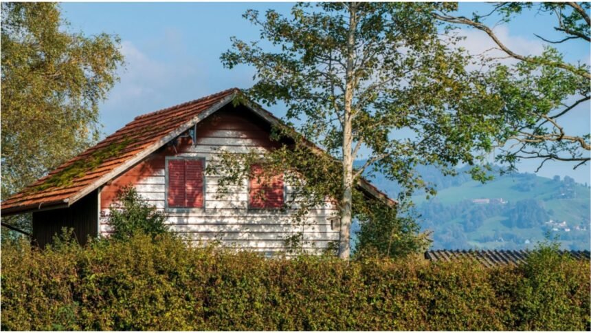 copacii pe care nu trebuie sa ii plantezi langa casa avertismentul specialistilor 68cdc2ca57322