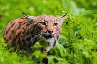 copil in stare grava dupa ce a fost muscat de un ras in curte minorul are rani in zona fetei si a capului 68bb27de7ece1