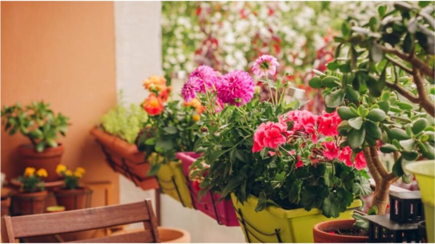 Trucuri inteligente pentru protejarea florilor de pe balcon împotriva înghețului precoce 1 cum protejezi florile din balcon de inghetul timpuriu secretul gradinarilor cu eperienta pentru a le mentine sanatoase pana la primavara 68dc03b56fd73