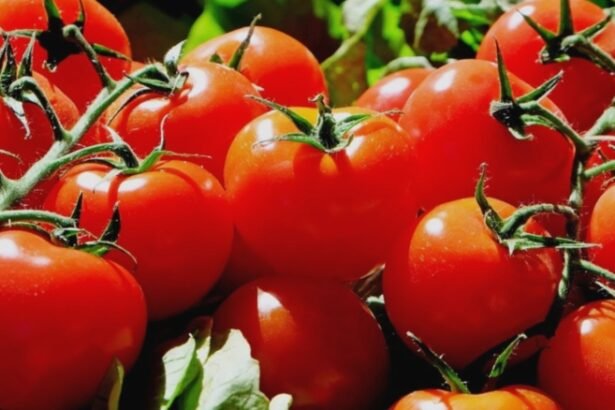 cum sa ai rosii coapte si aromate in luna septembrie trucul secret pe care gradinarii il folosesc la fiecare inceput de toamna 68bb449ab210b