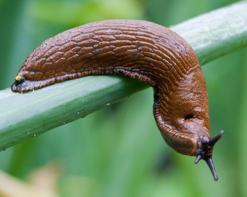 Soneria care a stârnit haos: un melc provoca disconfort locatarilor din apartamentele germane 1 doorbell prankster that tormented residents of german apartments turns out to be a slug 68bececda16eb