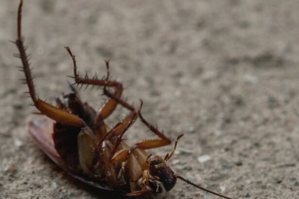 electrocasnicul care atrage gandacii de bucatarie ce trebuie sa faci pentru a evita invazia acestor insecte 68b6a03c559a5