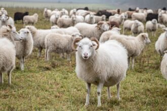 focar de antax la o ferma de capre si oi din vrancea proprietarul animalelor internat in spital 68b9c870410ca