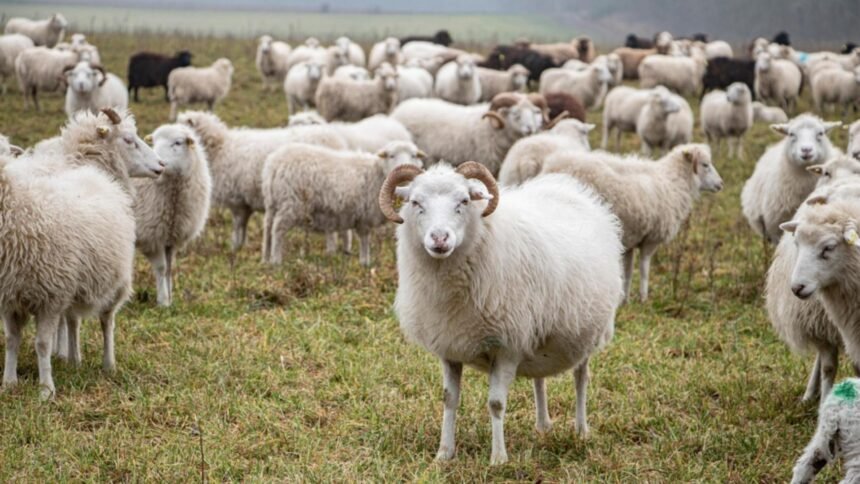 Alertă sanitară: un focar de antrax descoperit la o fermă de capre și oi din Vrancea, proprietarul internat în spital 1 focar de antax la o ferma de capre si oi din vrancea proprietarul animalelor internat in spital 68b9c870410ca