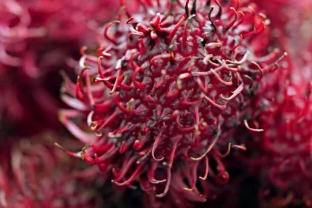 fructul arici de care multi romani nici nu au auzit contine vitamine si nutrienti cat un intreg plafar 68d9a0ff28b32