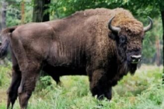 lovitura grea pentru programul de repopulare a zimbrilor in romania 21 de animale au fost gasite moare in muntii tarcu 68d3ca1bd8b6f