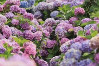motivul pentru care trebuie sa renunti la hortensiile din gradina gradinarii cu experienta arunca bomba 68b71ee93abd3
