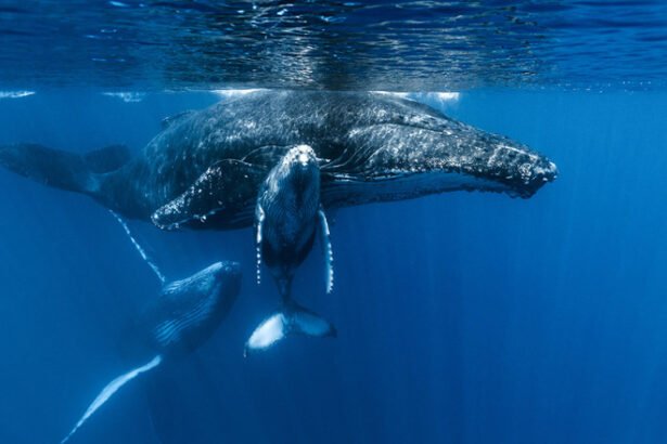 new york devine teren de coliziune intre balene cu cocoasa si nave gigantice specialistii vorbesc despre o furtuna de evenimente 68d659a94720d