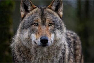 panica pe o plaja din halkidiki o fetita in varsta de 5 ani a fost atacata de un lup 68ca34644ad85