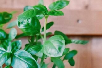 planta care reduce inflamatia din organism de ce recomanda nutritionistii sa o incluzi in dieta ta 68c167ffc7da9