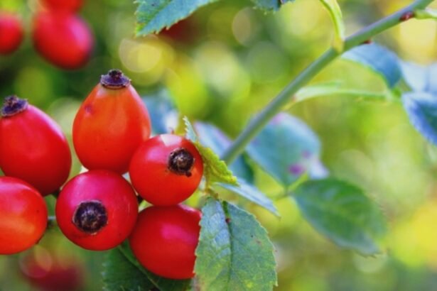 planta medicinala a lunii septembrie cu beneficii remarcabile pentru sanatate 68b7f12f66b7c