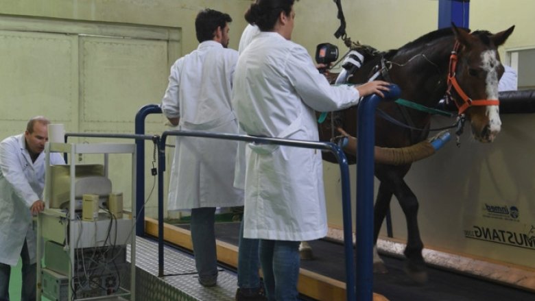 Caii generați prin biotehnologie celebrează un deceniu: descoperă motivele acestei revoluții științifice 1 primii cai modificati genetic au implinit 10 luni scopul pentru care au fost creati 68b748bd2604f