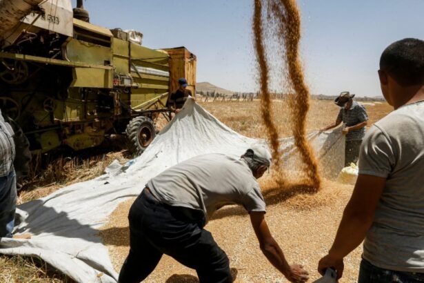 romania granarul ue romanii mananca produse de panificatie din import 68d3944979dc9