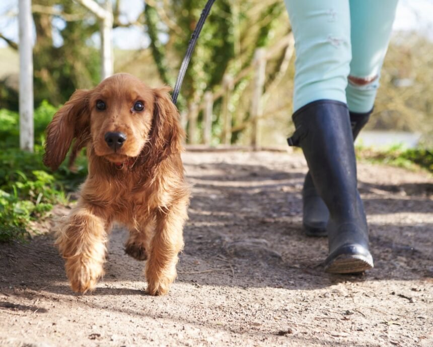Turismul cu patru labe: o regiune italiană introduce o taxă pentru vizitatorii necuvântători 1 rover tourism italian province proposes tourist tax for dogs 68d6a58621bf5