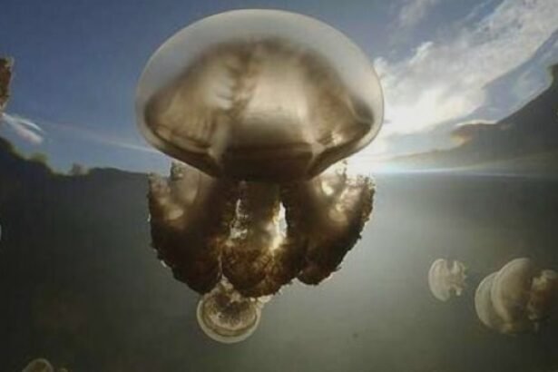 schimbare de sezon pe litoral meduzele de apa rece iau locul celor de apa calda cu ce se diferentiaza cele doua specii 68b7fc4627217