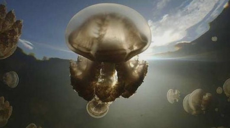 schimbare de sezon pe litoral meduzele de apa rece iau locul celor de apa calda cu ce se diferentiaza cele doua specii 68b7fc4627217