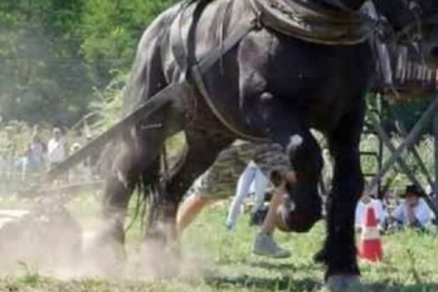 un judet din romania interzice concursurile cu cai care trag diferite greutati prevenim cruzimea fata de animale 68c3b61dd1015