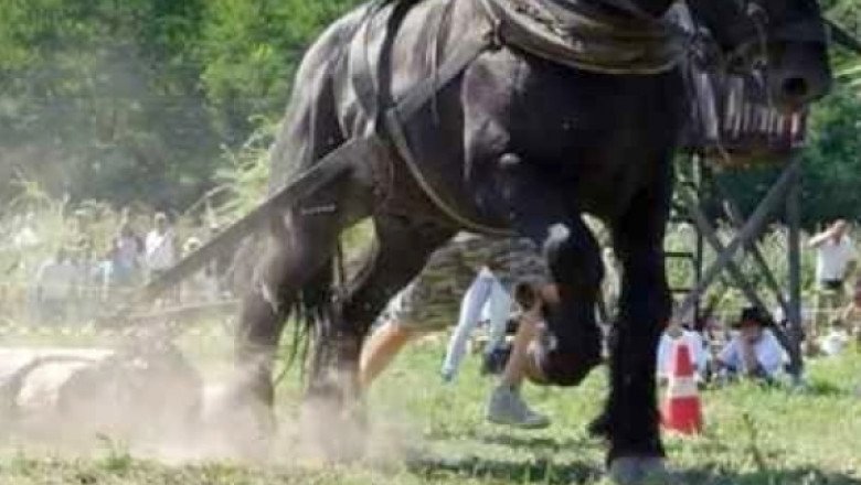 un judet din romania interzice concursurile cu cai care trag diferite greutati prevenim cruzimea fata de animale 68c3b61dd1015