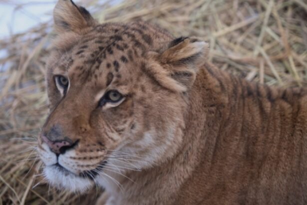 video copil de 5 ani muscat de un ligru la zoo in suceava incidentul vine dupa ce o fetita a fost atacata de o maimuta 68b992cde8a30