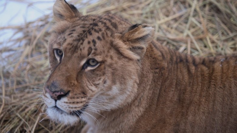 video copil de 5 ani muscat de un ligru la zoo in suceava incidentul vine dupa ce o fetita a fost atacata de o maimuta 68b992cde8a30