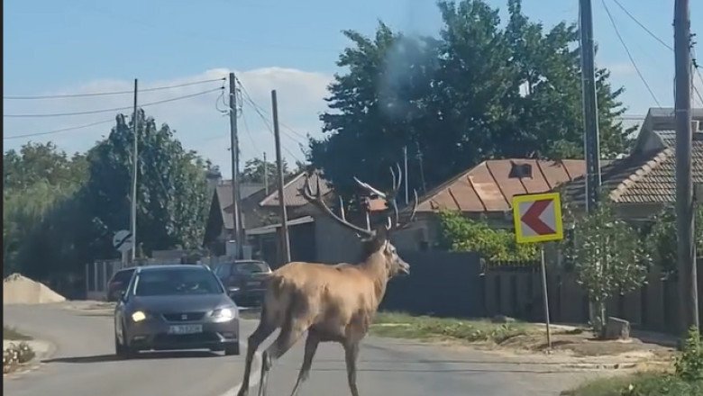 video un cerb a intrat intr o localitate din calarasi unde a provocat haos pe sosea animalul ulterior a fost scos din canalul de irigatii 68d36e5a3cd5b